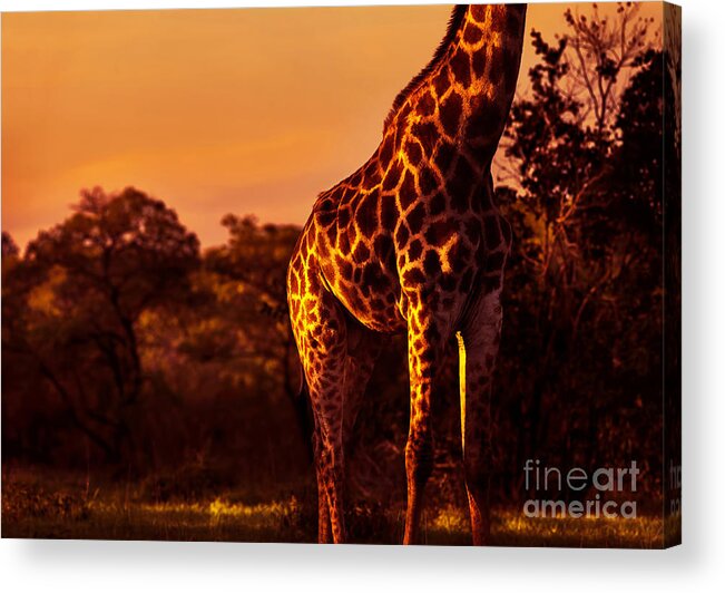 Adventure Acrylic Print featuring the photograph Beautiful tall giraffe by Anna Om