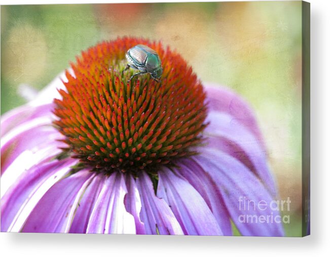 Beauty In Nature Acrylic Print featuring the photograph Beetle Bug by Juli Scalzi
