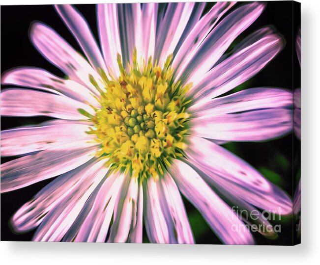 Beggers Tick Acrylic Print featuring the photograph Begger's Tick by Barry Weiss