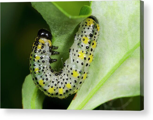 Insect Acrylic Print featuring the photograph Berberis Sawfly Larva by Nigel Downer