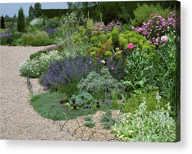 Beth Chatto Dry Garden Acrylic Print featuring the photograph Beth Chatto Gardens by A C Seinet/science Photo Library