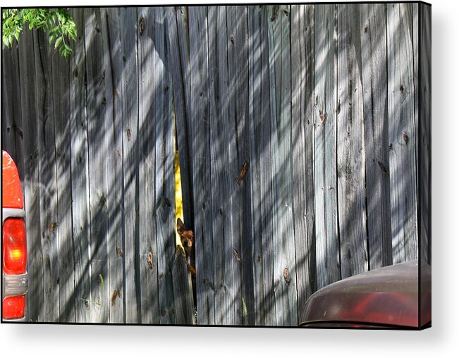Chihuahua Acrylic Print featuring the photograph Beware Of Dog by Ismael Cavazos