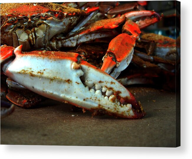 Crab Claw Acrylic Print featuring the photograph Big Crab Claw by Bill Swartwout