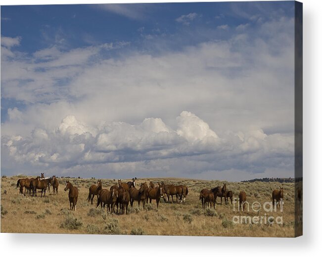 Equidae Equus Caballus Acrylic Print featuring the photograph Big Horn Brood Mares by J L Woody Wooden