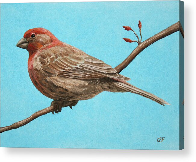 Bird Acrylic Print featuring the painting Bird Painting - House Finch by Crista Forest