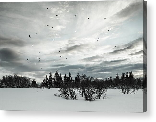 Alaska Acrylic Print featuring the photograph Birds at sunset by Michele Cornelius