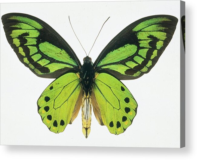 Colour Acrylic Print featuring the photograph Birdwing Butterfly by Natural History Museum, London/science Photo Library
