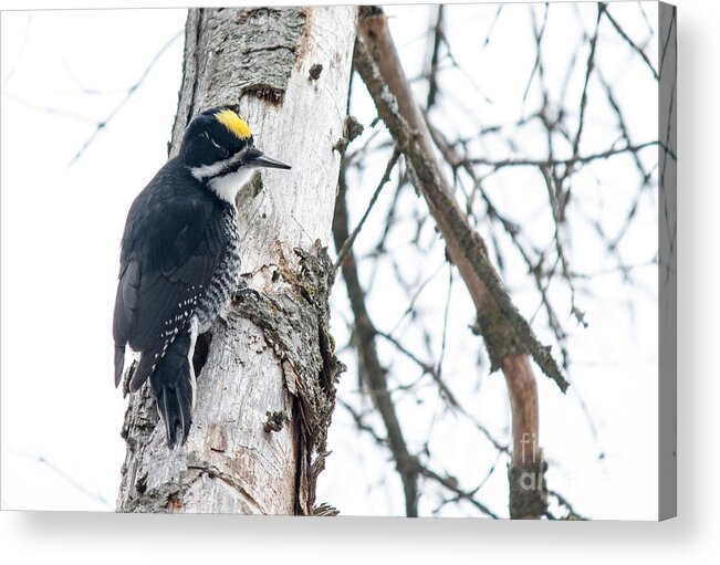 Black-backed Woodpecker Acrylic Print featuring the photograph Black-Backed Woodpecker by Cheryl Baxter