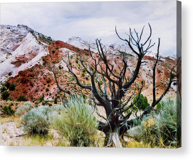 Desert Landscapes Acrylic Print featuring the photograph Black Juniper by Kathleen Bishop