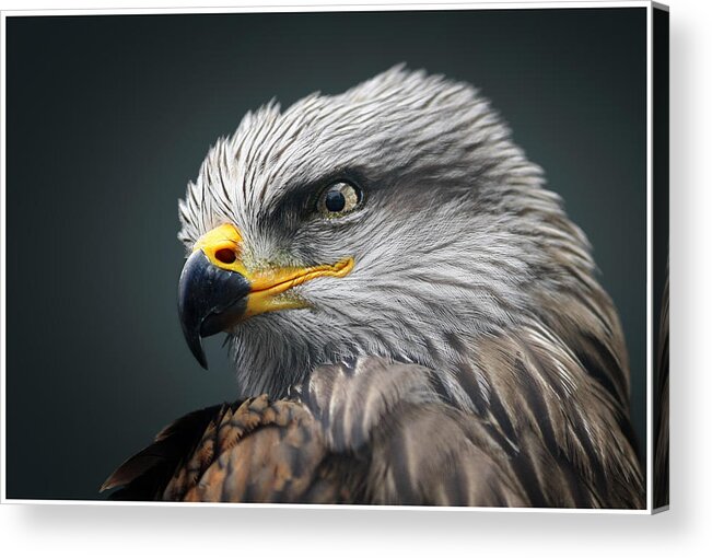 Raptor Acrylic Print featuring the photograph Black Kite by John Fotheringham