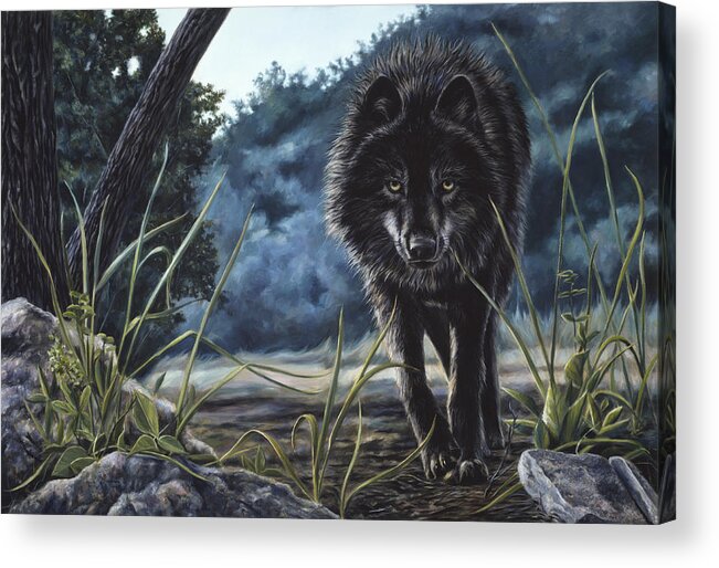 Wolf Acrylic Print featuring the painting Black Wolf Hunting by Lucie Bilodeau