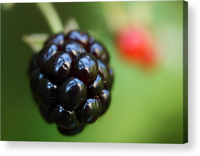 Wild Blackberry Acrylic Print featuring the photograph Blackberry On The Vine by Michael Eingle