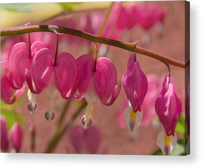 Lamprocapnos Spectabilis Acrylic Print featuring the photograph Bleeding Hearts by Jemmy Archer