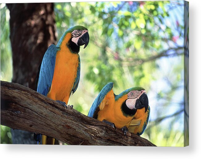 Macaw Acrylic Print featuring the photograph Blue And Yellow Macaws by Tony Craddock/science Photo Library