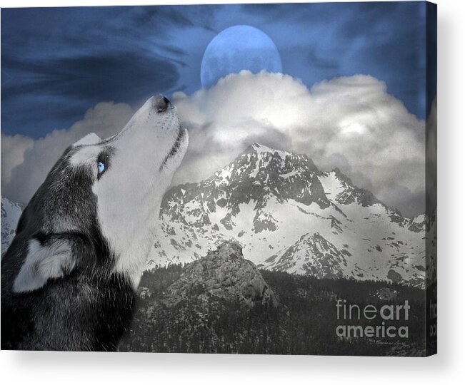 Husky Acrylic Print featuring the photograph Blue Eyed and Moon by Stephanie Laird