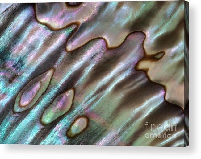 Shell Acrylic Print featuring the photograph Blue Flow by Alice Cahill