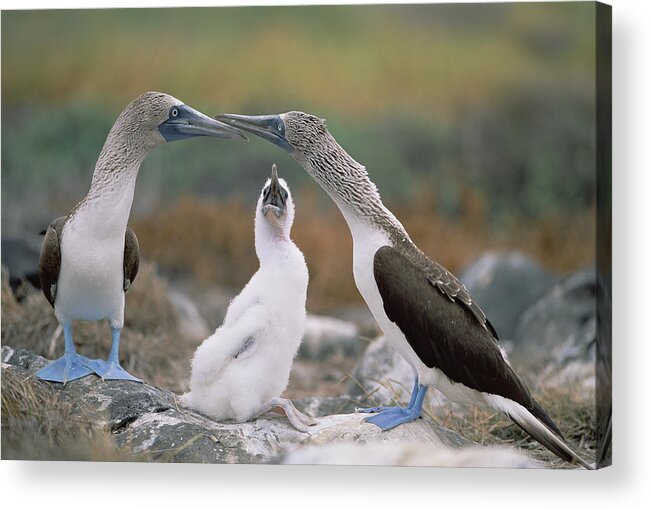 Feb0514 Acrylic Print featuring the photograph Blue-footed Booby Family Galapagos by Tui De Roy