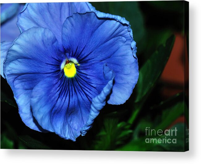Photography Acrylic Print featuring the photograph Blue Pansy by Kaye Menner