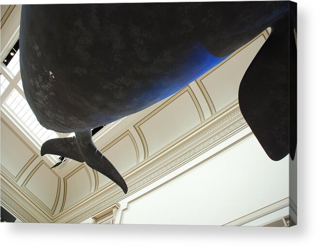 Blue Whale Acrylic Print featuring the photograph Blue Whale Experience by Kenny Glover