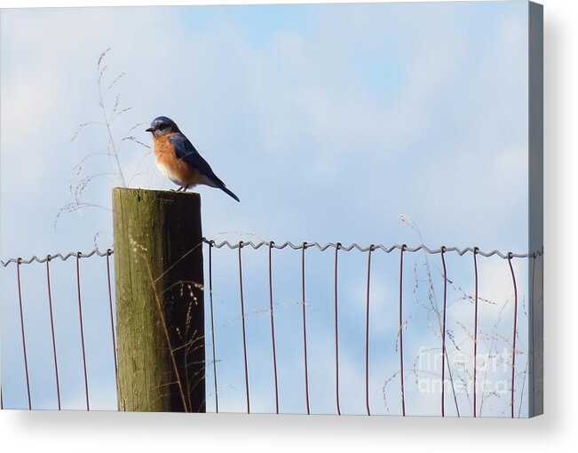 Bluebird Acrylic Print featuring the photograph Bluebird on a Fence post II by Anita Adams