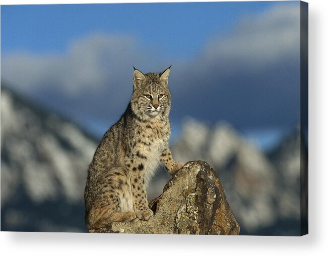 Feb0514 Acrylic Print featuring the photograph Bobcat Rocky Mountains by Konrad Wothe