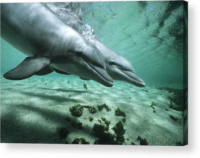 Feb0514 Acrylic Print featuring the photograph Bottlenose Dolphin Pair Underwater by Flip Nicklin