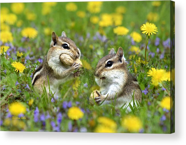 Chipmunks Acrylic Print featuring the photograph Bountiful Generosity by Christina Rollo