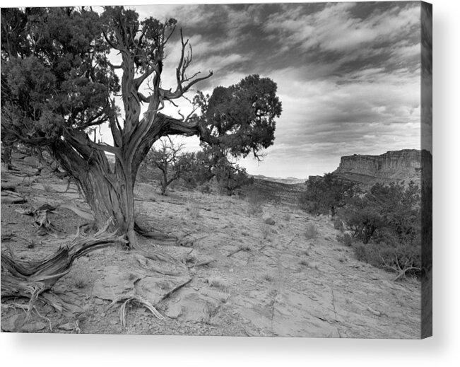 Utah Acrylic Print featuring the photograph Bristlecone Pine Canyonlands Utah by Christian Slanec
