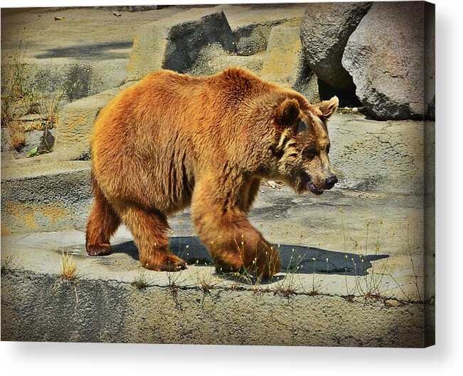 Bear Acrylic Print featuring the photograph Brown bear by Rumiana Nikolova