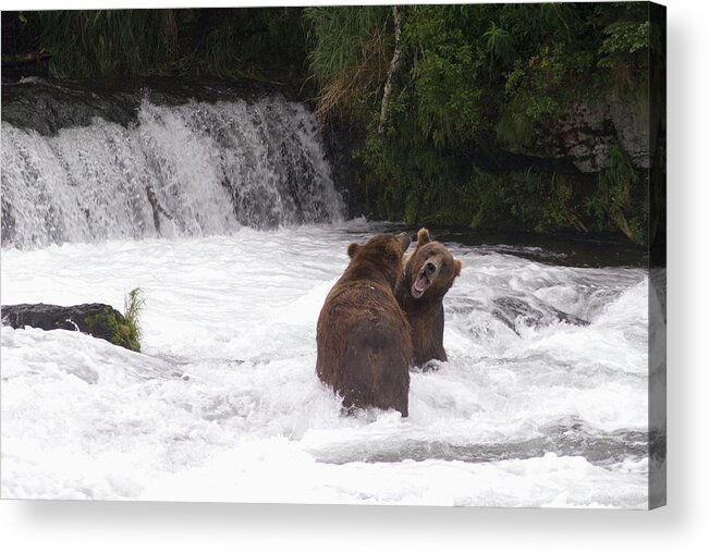 Toughness Acrylic Print featuring the photograph Brown Bears Ursus Arctos Sparing For by Richard Maschmeyer / Design Pics