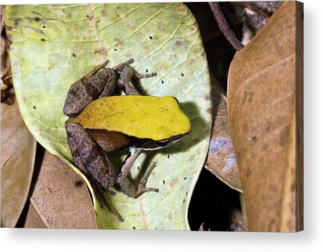 Brown Mantella Frog Acrylic Print featuring the photograph Brown Mantella Frog by Philippe Psaila/science Photo Library