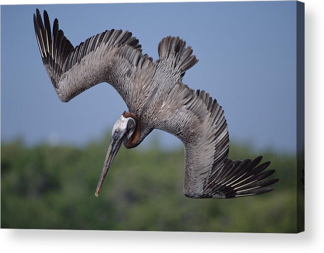 Feb0514 Acrylic Print featuring the photograph Brown Pelican Diving Academy Bay by Tui De Roy