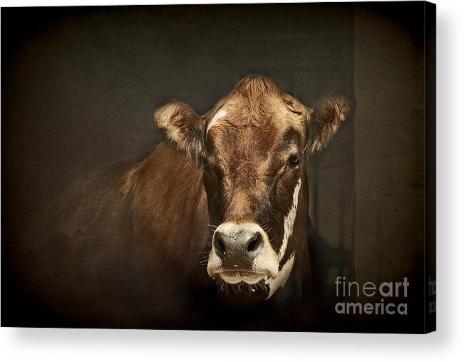 Brown Canvas Prints Acrylic Print featuring the photograph Buddy by Aimelle Ml