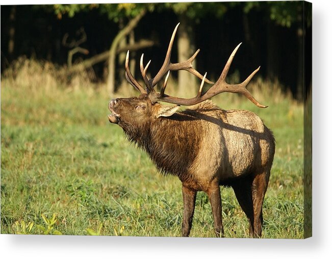 Antlers Acrylic Print featuring the photograph Bugleing Elk by Larry Bohlin