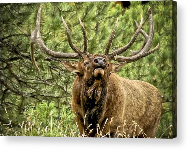 Bull Elk Acrylic Print featuring the photograph Bugling Bull Elk II by Ron White