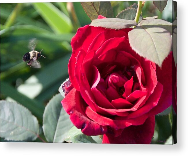 Bumble Bee Acrylic Print featuring the photograph Bumble Bee Heading to the Rose by Kristin Hatt