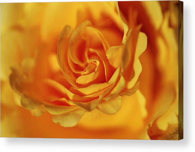 Flower Acrylic Print featuring the photograph Burning Yellow by Lorenzo Cassina