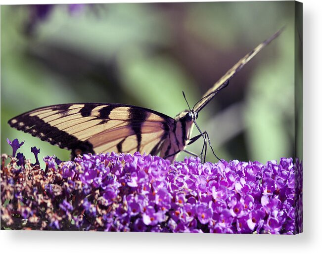 Cool Iphone Cases Wildlife Insects Butterfly Acrylic Print featuring the photograph Butterfly Feeding by Paul Ross