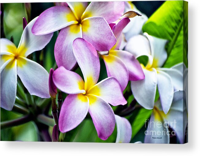 Butterfly Flowers Acrylic Print featuring the photograph Butterfly Flowers by Thomas Woolworth