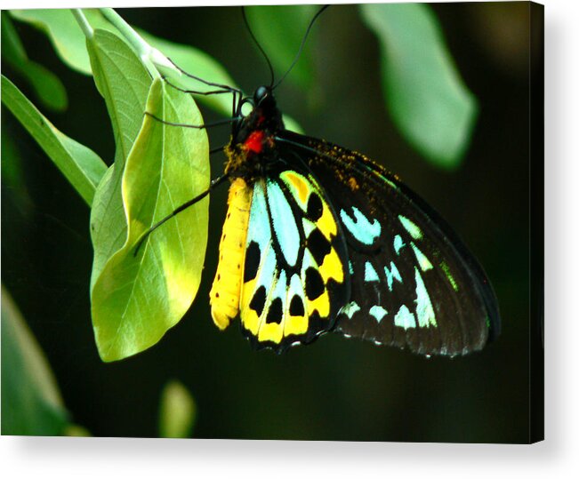 Butterfly Acrylic Print featuring the photograph Butterfly on Leaf by Laurel Powell