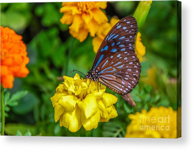 Butterfly Acrylic Print featuring the photograph Butterfly On Yellow Marigold by Mary Carol Story