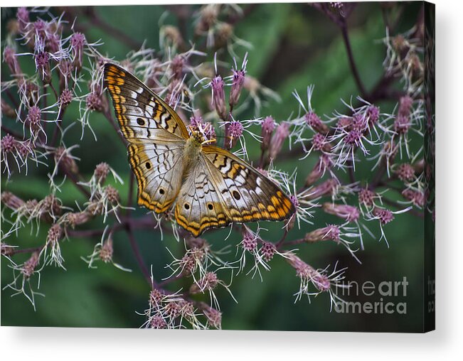 Il Acrylic Print featuring the photograph Butterfly Soft Landing by Thomas Woolworth
