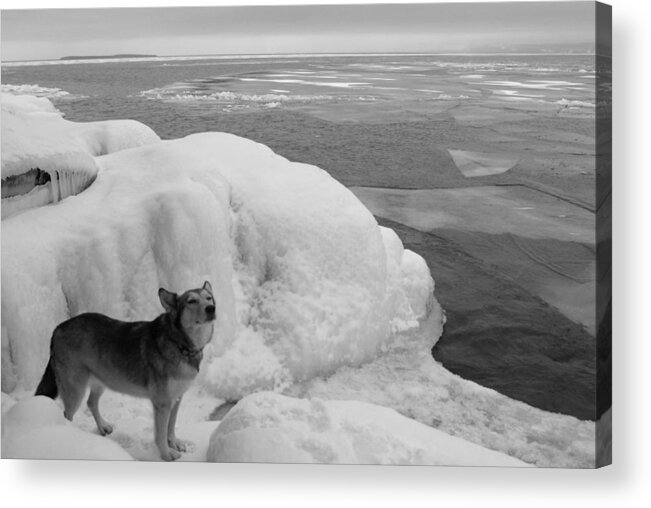 Call Of The Wild Acrylic Print featuring the photograph Call Of The Wild by Jeremiah John McBride