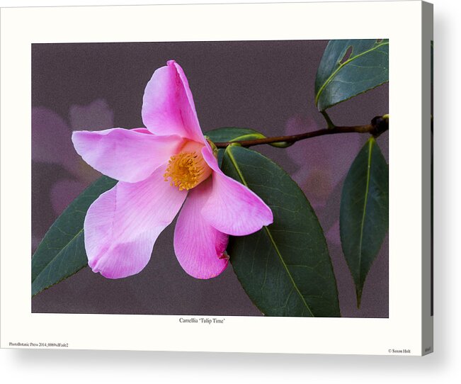 Camellia Acrylic Print featuring the photograph Camellia 'Tulip Time' by Saxon Holt