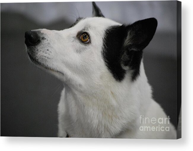 Canaan Dog Acrylic Print featuring the photograph Canaan Dog by DejaVu Designs