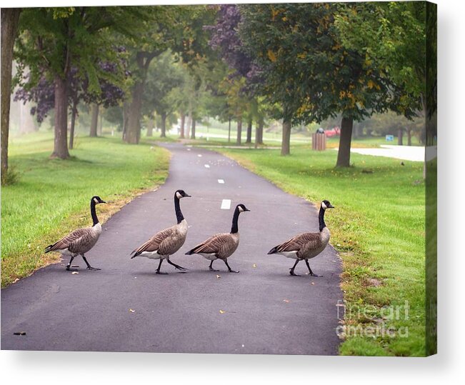 Winona Mn Acrylic Print featuring the photograph Canada Geese Four In A Row by Kari Yearous