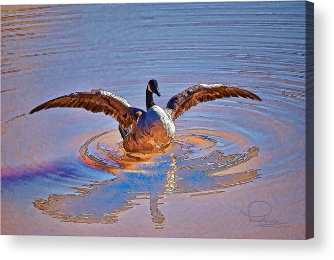Canada Goose Acrylic Print featuring the photograph Canada Goose by Ludwig Keck