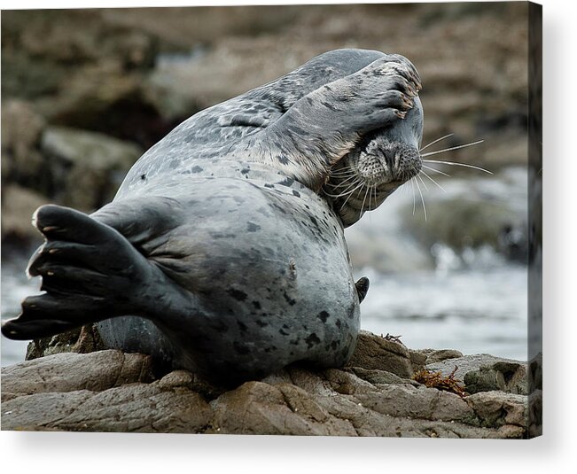 Seal Acrylic Print featuring the photograph Can't Bear to Look by Greg Nyquist