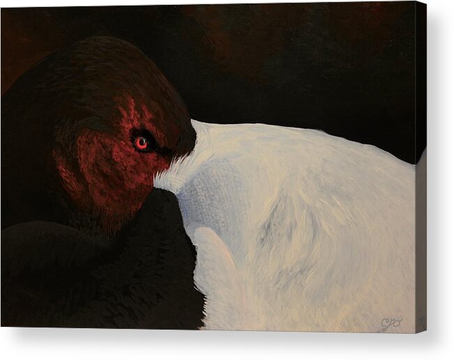 Bird Acrylic Print featuring the painting Canvasback by Charles Owens