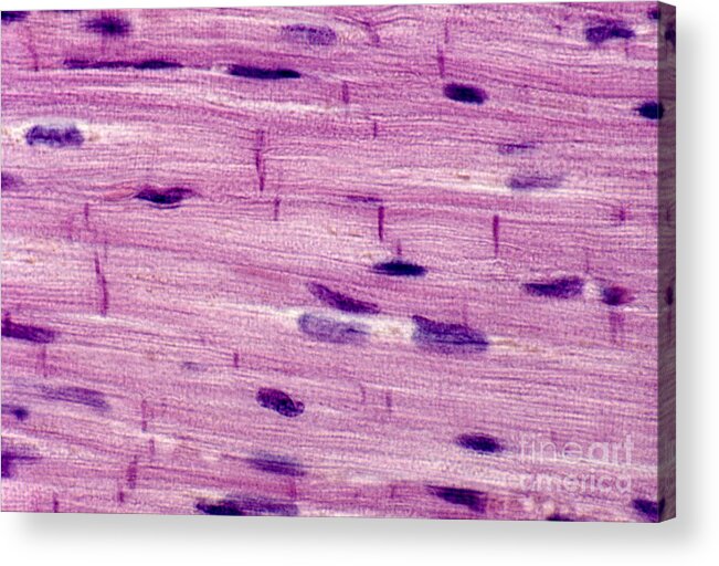 Cardiac Acrylic Print featuring the photograph Cardiac Muscle by Biology Pics